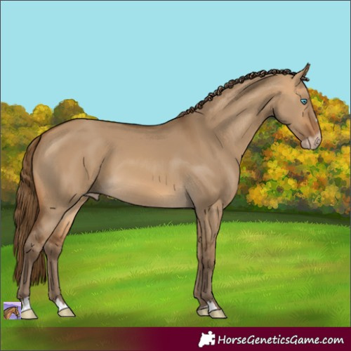 Horse Color:Gray Perlino Dun
