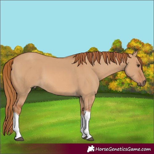 Horse Color:Red Dun Tobiano 
