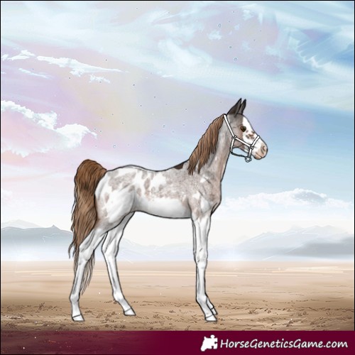 Horse Color:Liver Red Roan Sabino Splash Frame Blanket 
