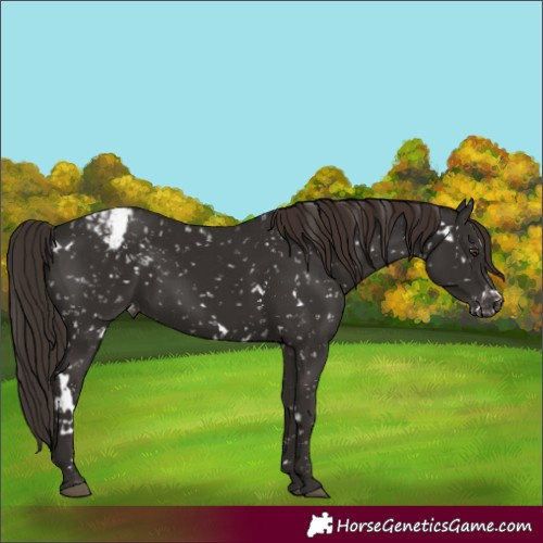 Horse Color:White Spotted Liver Chestnut Snowflake VarnishRabicano 