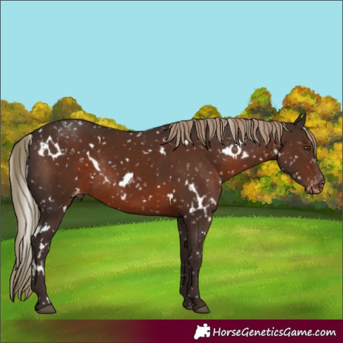 Horse Color:White Spotted Liver Chestnut Snowflake VarnishRabicano