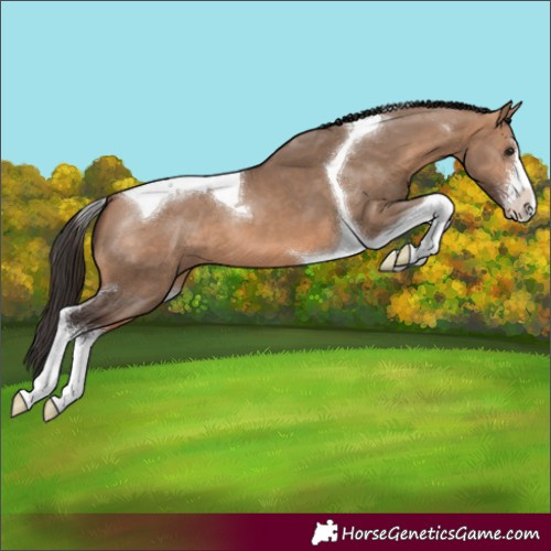 Horse Color:Bay Dun Sabino Tobiano 