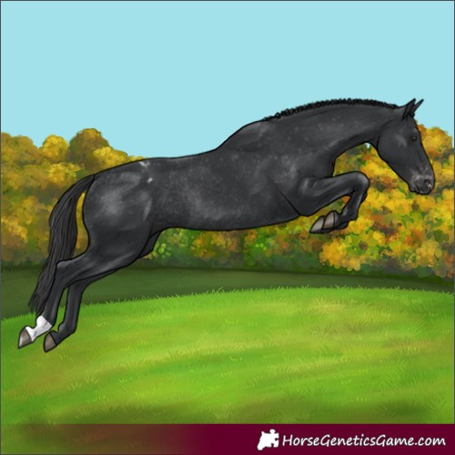 Horse Color:Black Blanket Rabicano 