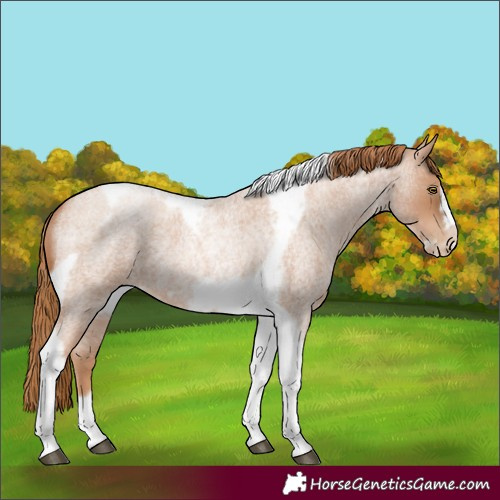Horse Color:Red Roan Pearl Tobiano Frame