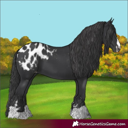 Horse Color:Black Blanket