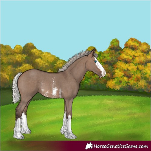 Horse Color:Silver Brown Dun Sabino Splash Rabicano 