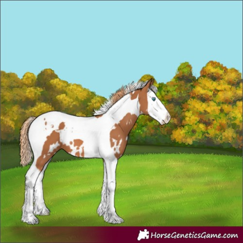 Horse Color:White Spotted Chestnut Splash Tobiano