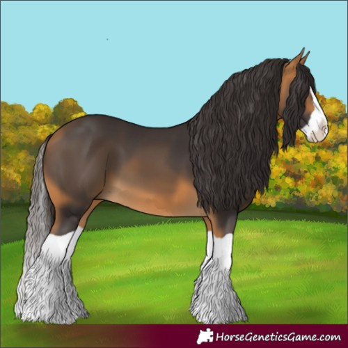 Horse Color:Buckskin Splash 