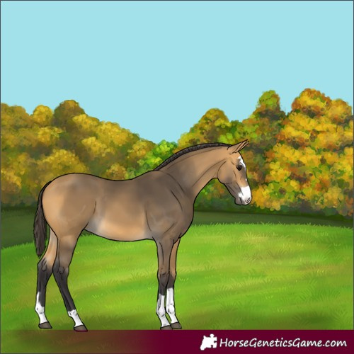 Horse Color:Unknown 