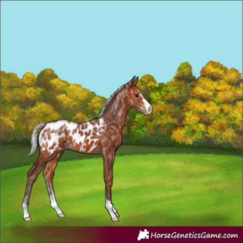 Horse Color:Silver Bay Ice Appaloosa 