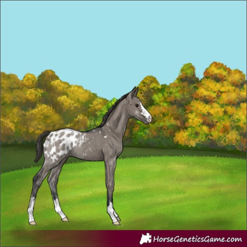 Horse Color:Grullo Appaloosa