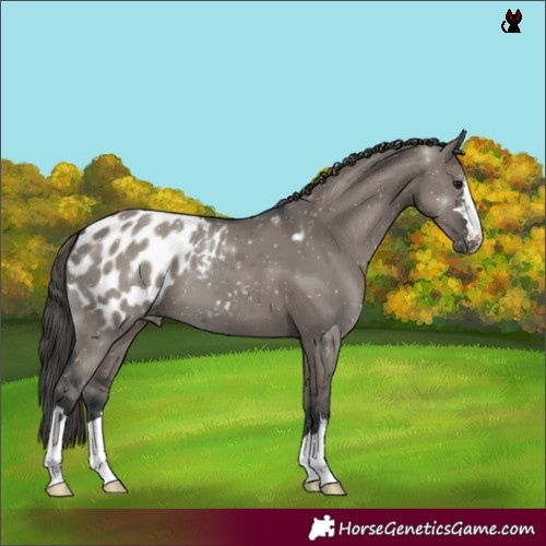 Horse Color:Grullo Blanket 