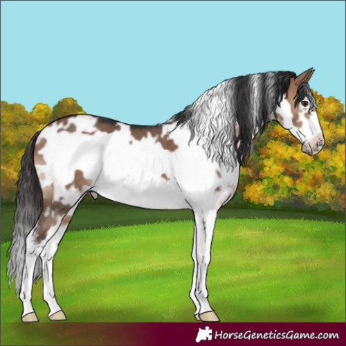 Horse Color:White Spotted Brown Dun Sabino Frame 