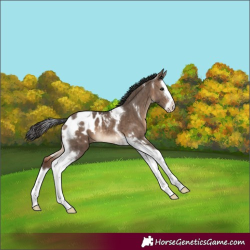 Horse Color:White Spotted Brown Dun Splash Tobiano Appaloosa Brindle 