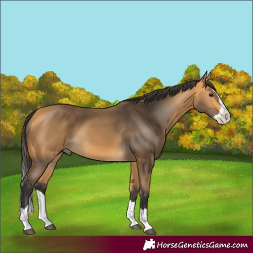 Horse Color:Buckskin Splash 