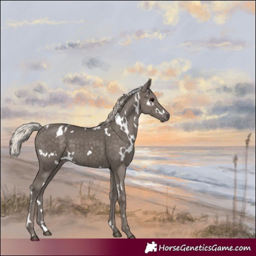 Horse Color:White Spotted Silver Black 