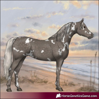 Horse Color:White Spotted Silver Black