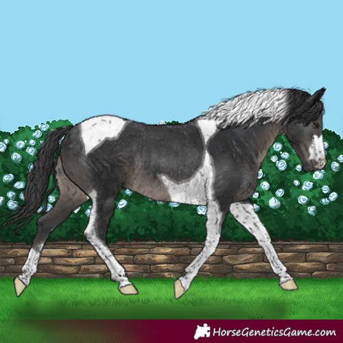 Horse Color:Black Tobiano Rabicano 