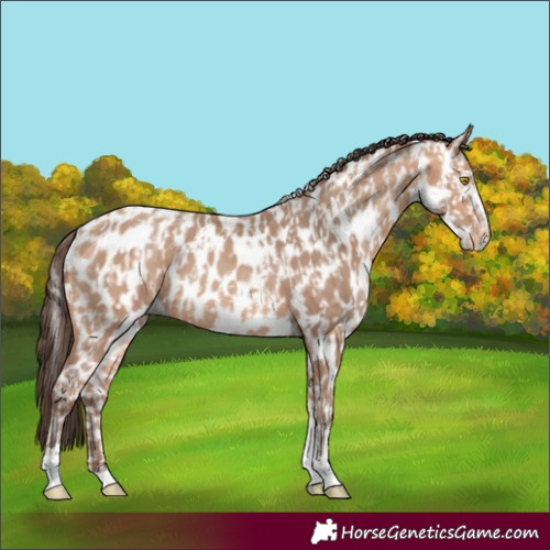 Horse Color:Amber Champagne Sabino Tobiano Appaloosa  and Amber Champagne Sabino Tobiano Frame Appaloosa 