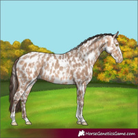 Horse Color:Amber Champagne Sabino Tobiano Leopard  and Amber Champagne Sabino Tobiano Frame Leopard 