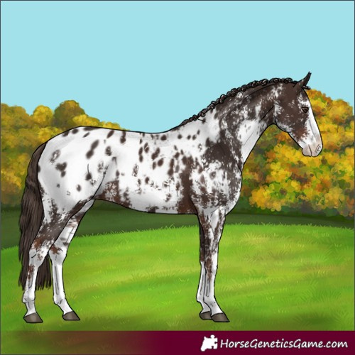 Horse Color:Liver Chestnut Sabino Splash Appaloosa and Liver Chestnut Sabino Splash Appaloosa