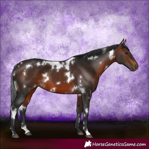 Horse Color:White Spotted Brown 