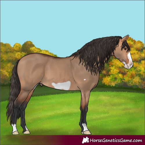 Horse Color:Bay Dun Frame 