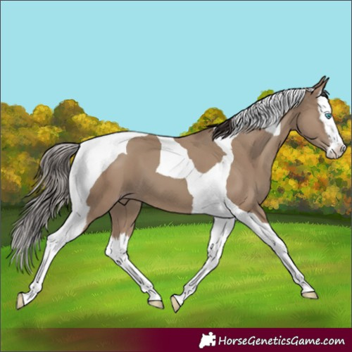 Horse Color:Classic Champagne Splash Tobiano 