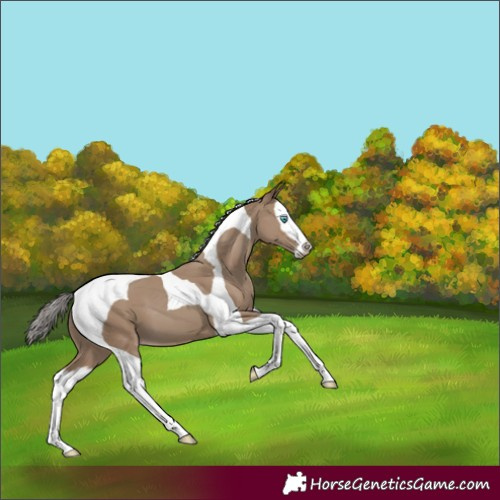 Horse Color:Classic Champagne Splash Tobiano