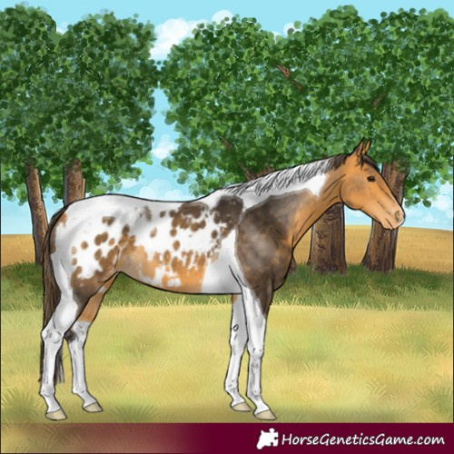 Horse Color:Buckskin Tobiano Blanket