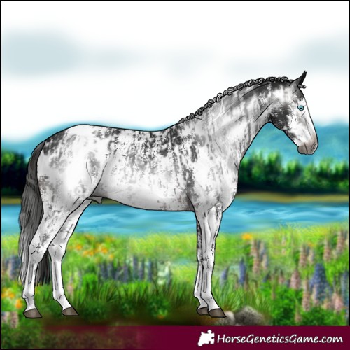 Horse Color:Gray Brown Sabino Splash Appaloosa  and Gray Brown Sabino Splash Appaloosa 