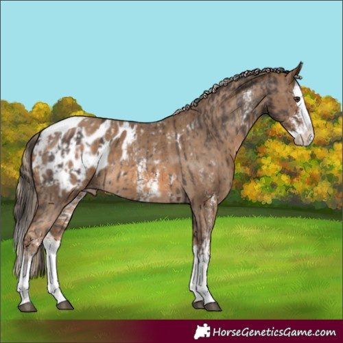 Horse Color:Liver Chestnut Sabino Splash Appaloosa and Chocolate Palomino Sabino Splash Appaloosa