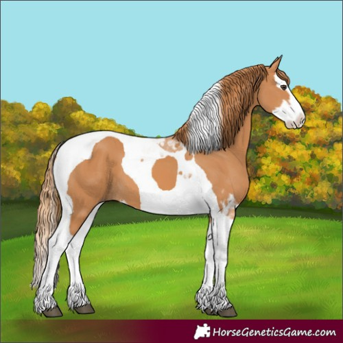 Horse Color:Chestnut Splash Tobiano
