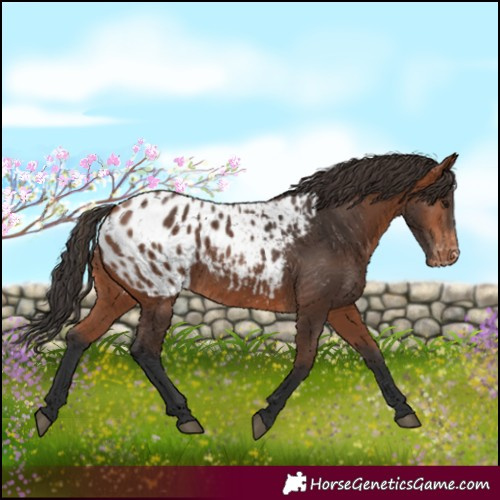 Horse Color:Bay Blanket