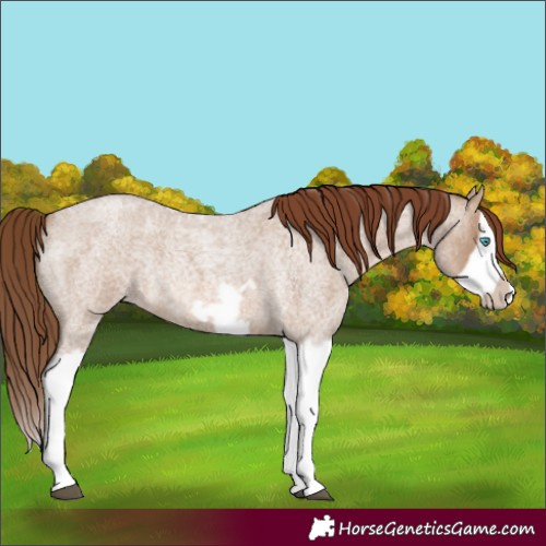 Horse Color:Red Dun Roan Splash Frame Rabicano