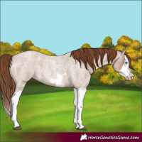 Horse Color:Red Dun Roan Splash Frame Rabicano