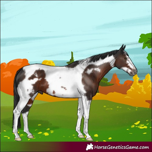 Horse Color:Gray Liver Chestnut Tobiano Frame 