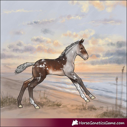 Horse Color:White Spotted Silver Brown Tobiano Appaloosa