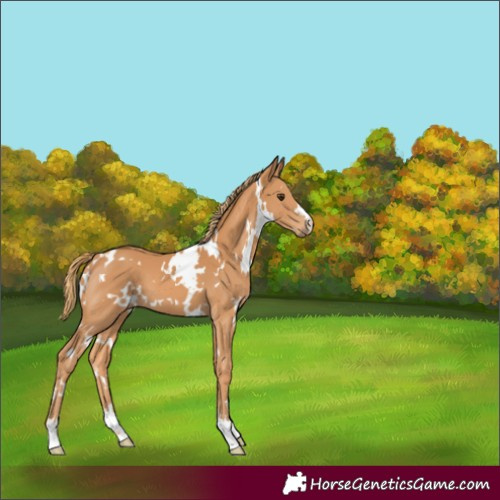 Horse Color:White Spotted Chestnut 