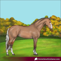 Horse Color:Silver Bay Dun 