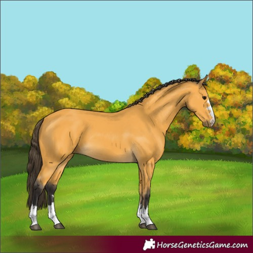 Horse Color:Buckskin 