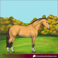 Horse Color:Buckskin 