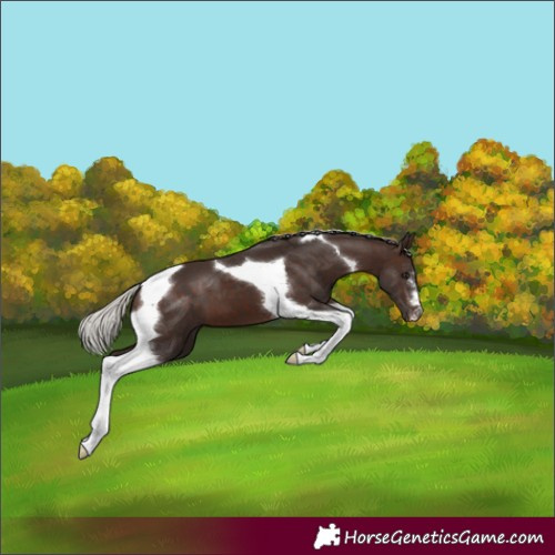 Horse Color:Silver Brown Tobiano
