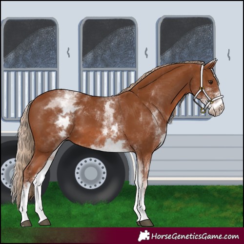Horse Color:White Spotted Chestnut 