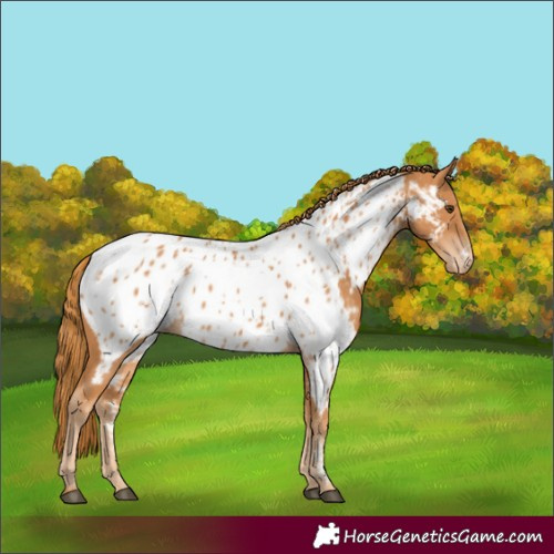 Horse Color:Chestnut Near Leopard 