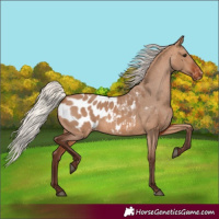 Horse Color:Silver Brown Dun Blanket 