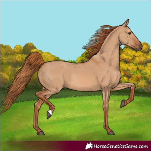 Horse Color:Red Dun Rabicano 