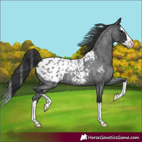 Horse Color:Unknown 