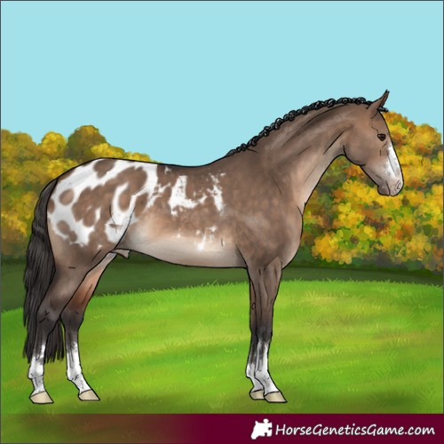 Horse Color:Unknown 