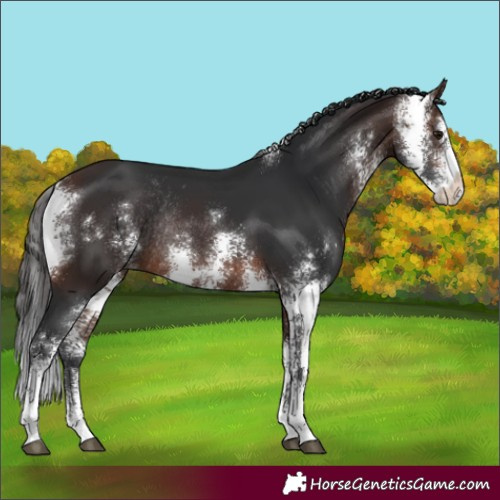 Horse Color:Brown Sabino Varnish Rabicano